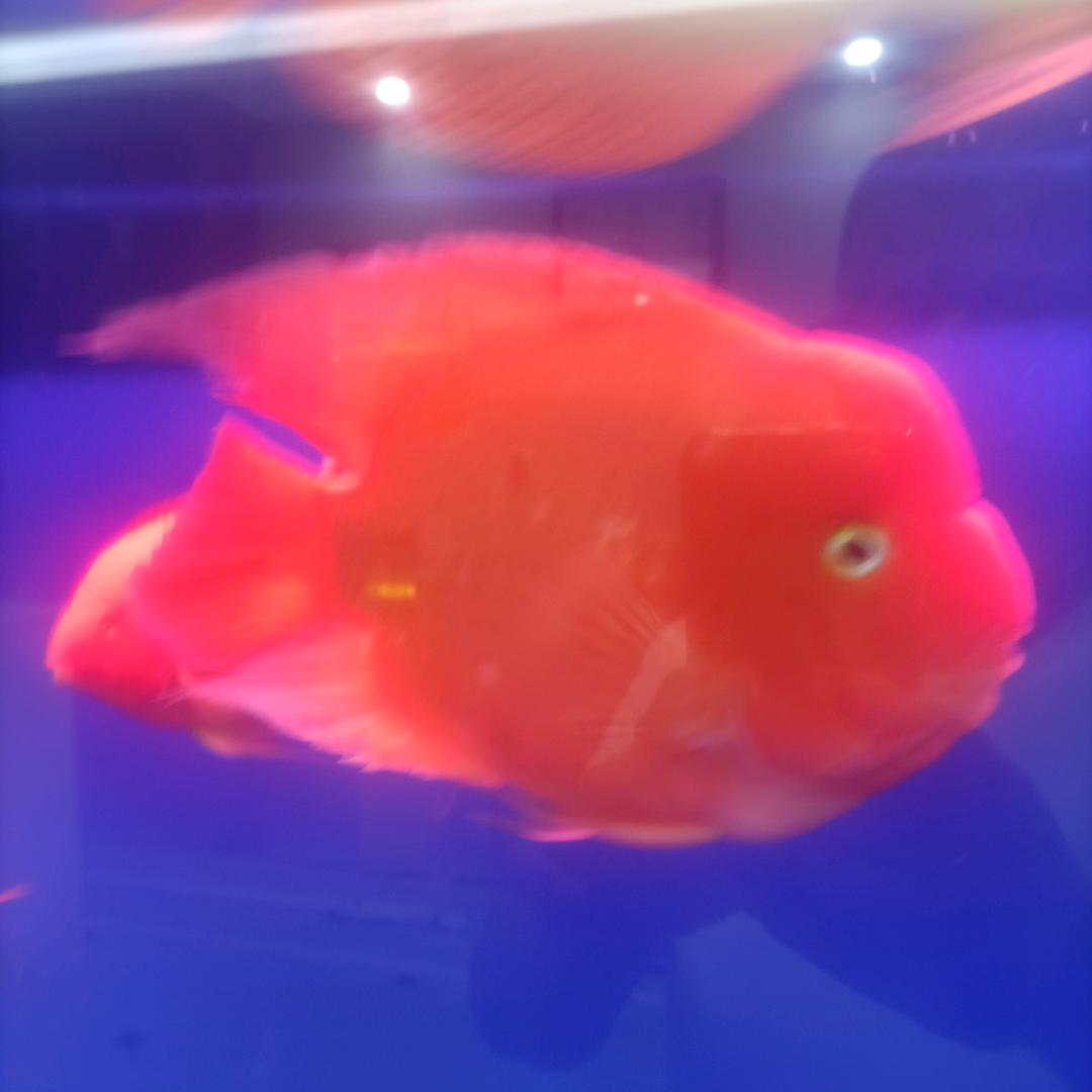 【$&$】 圣明
