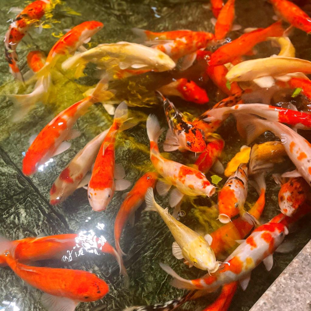 金鱼池