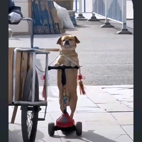 小洛(三角洲跑刀)