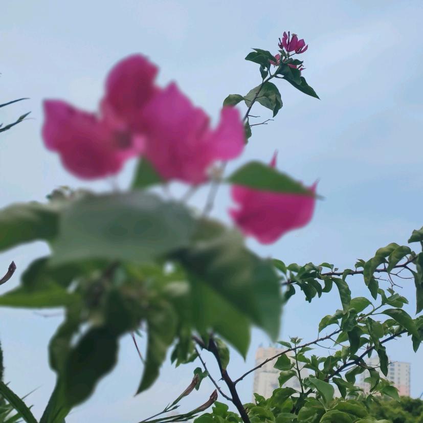 好运降林