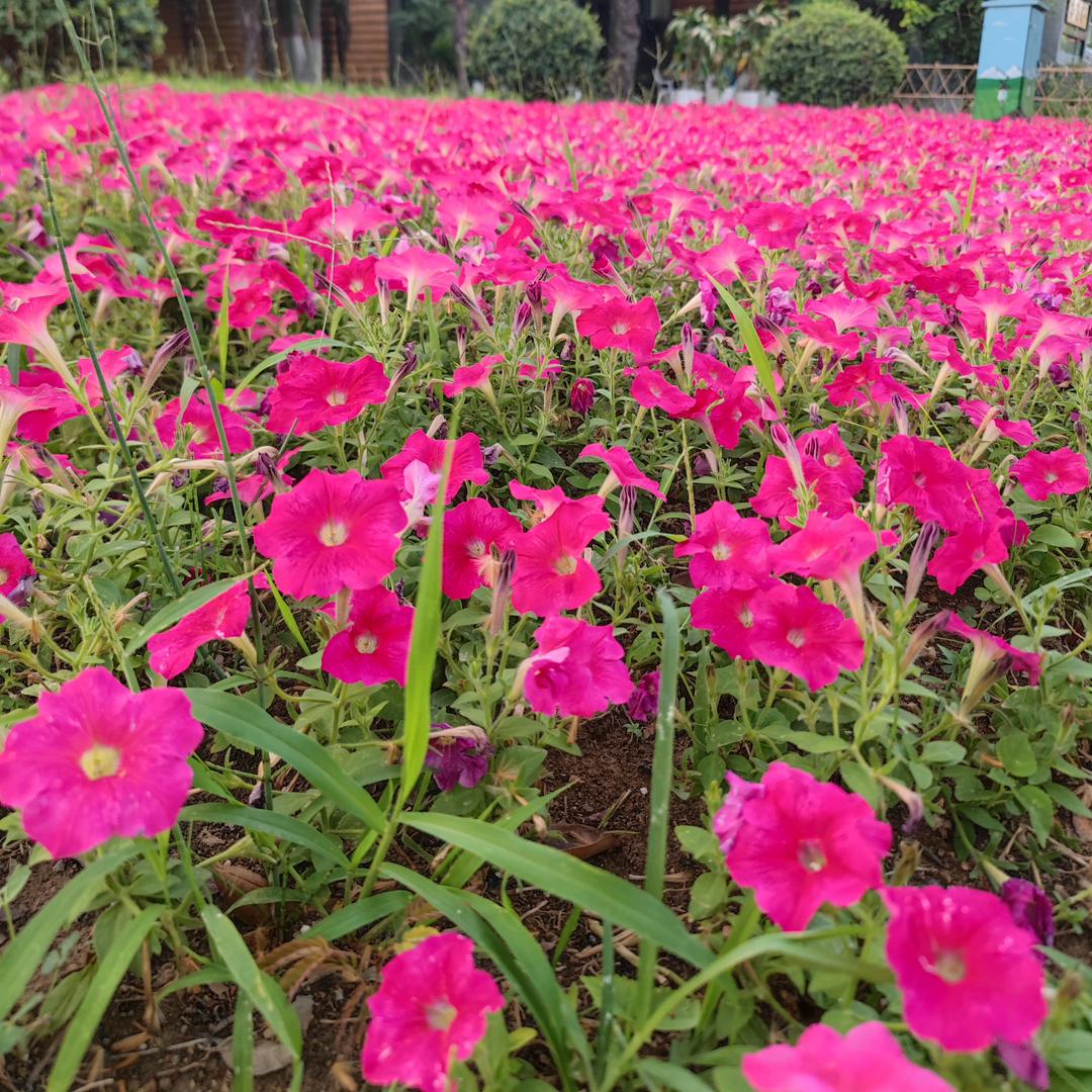 春来之音