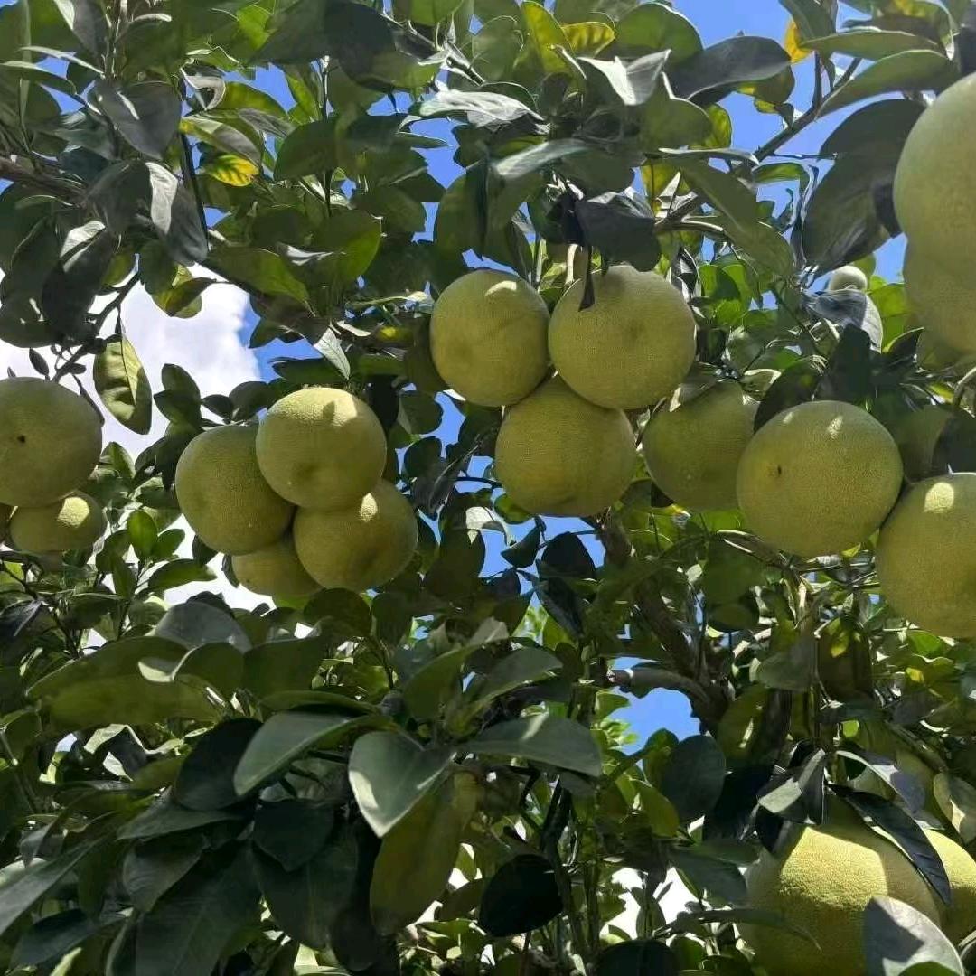 仙仙度尾文旦柚果场