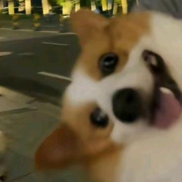 安格斯肥牛
