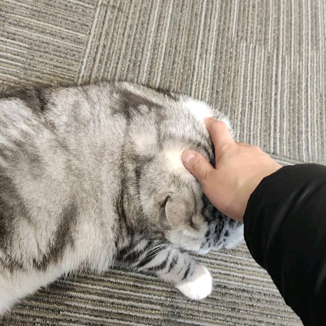 小刘HR（人见人爱版）