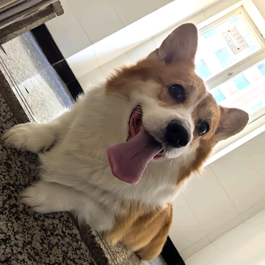 Corgi嘟嘟～🐾
