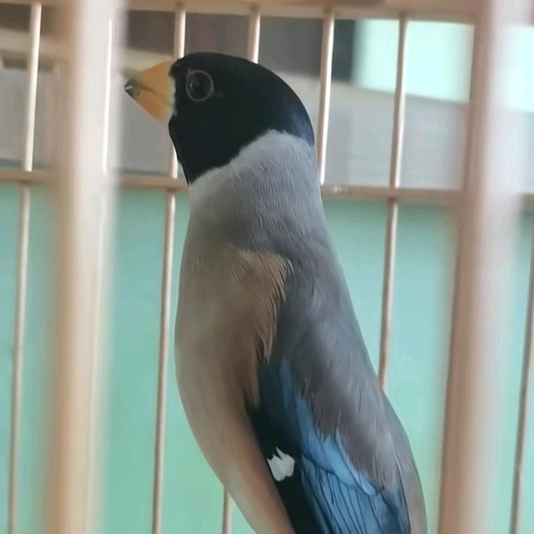 林间蜡嘴声