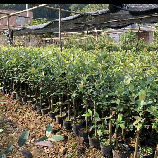 信宜市超创园苗林木店