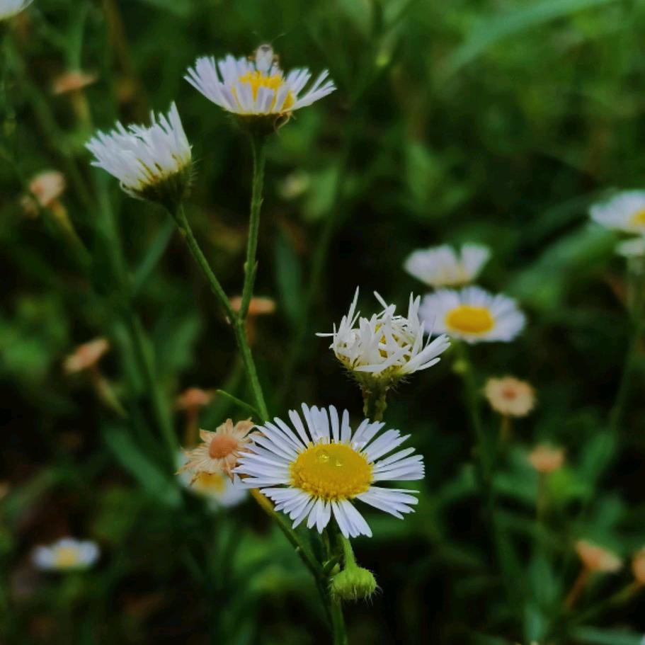 一花一木一世界