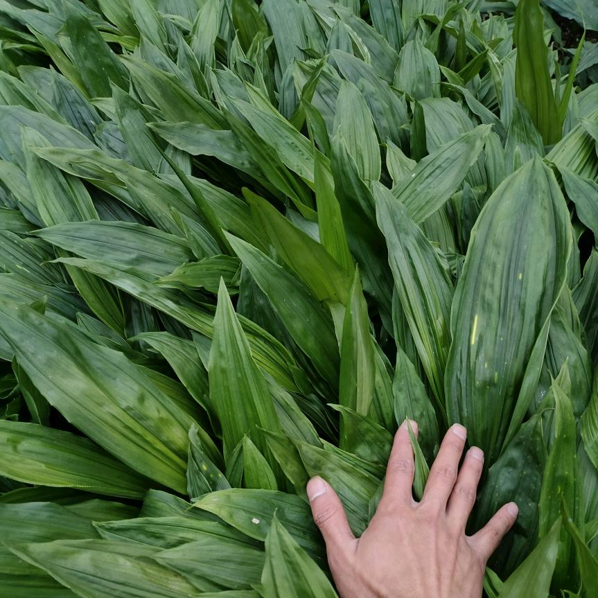 毛慈菇育苗收购加工