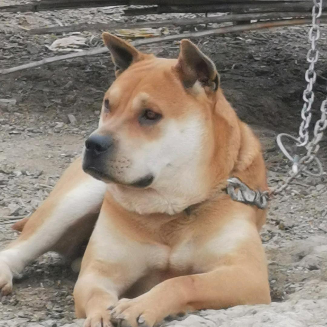 台州黄狗白面红毛白面犬舍
