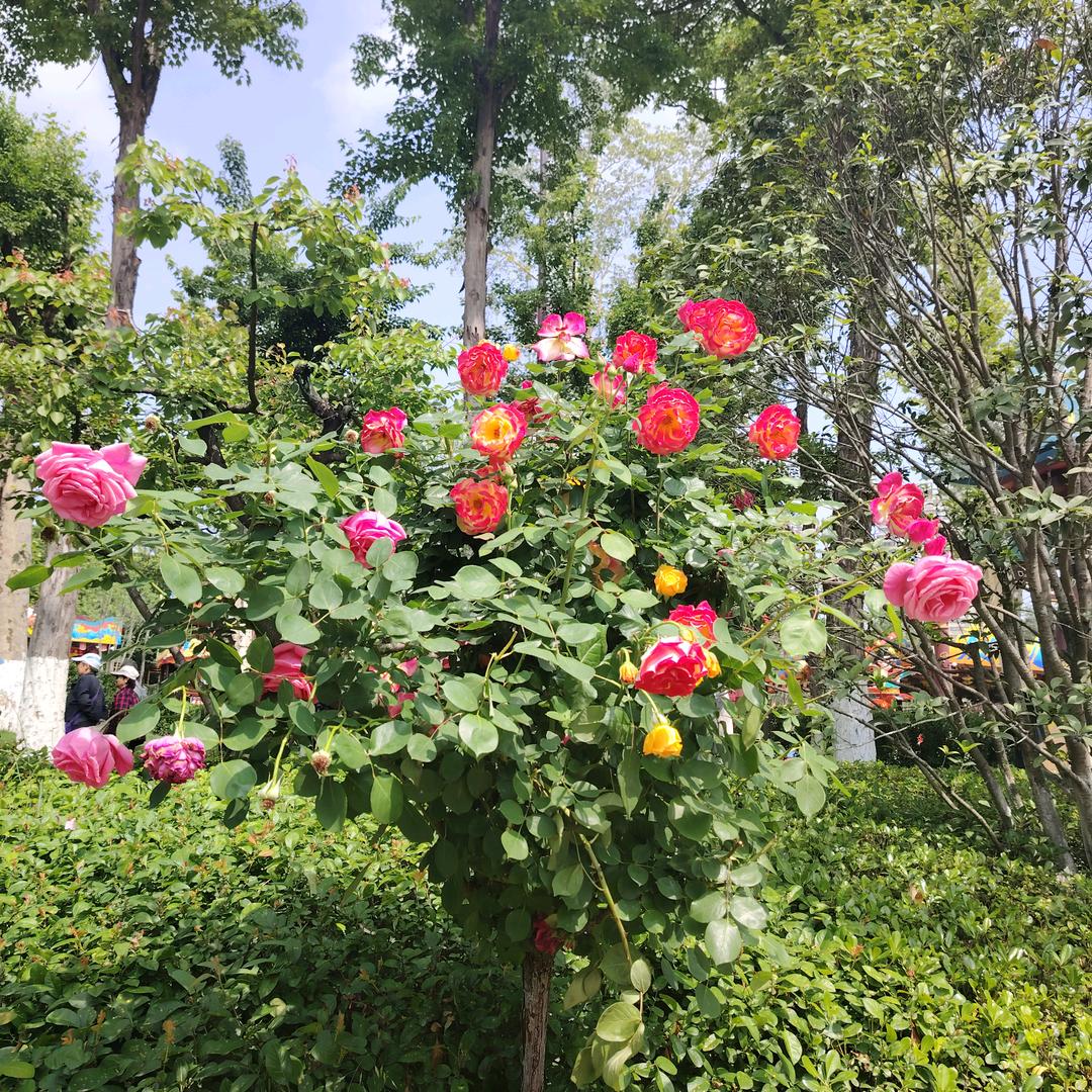 向往幸福