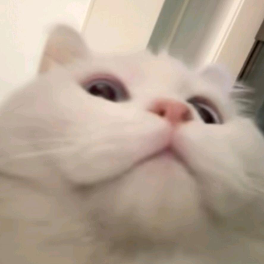 小卫同学