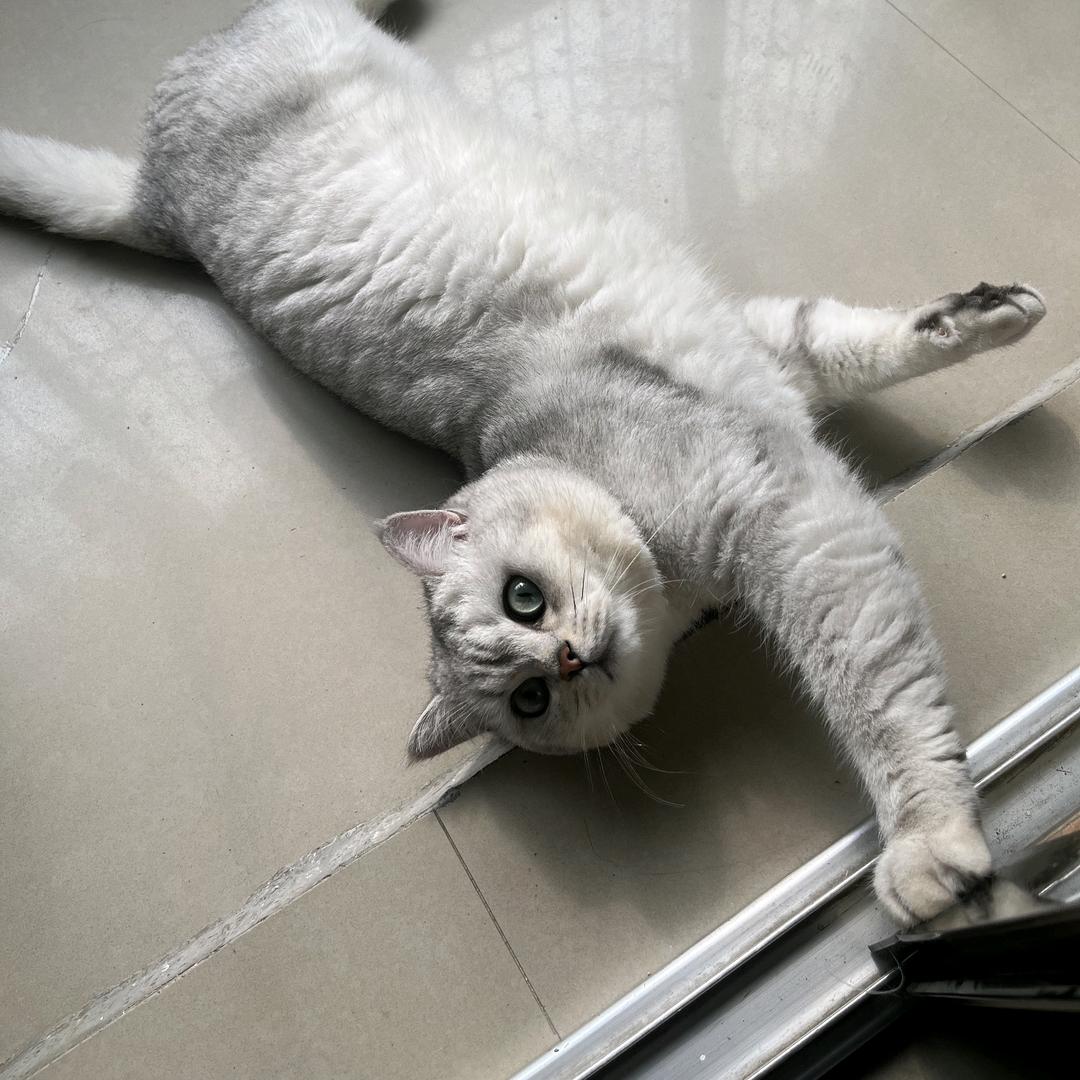 陈皮@蒲公英Studio