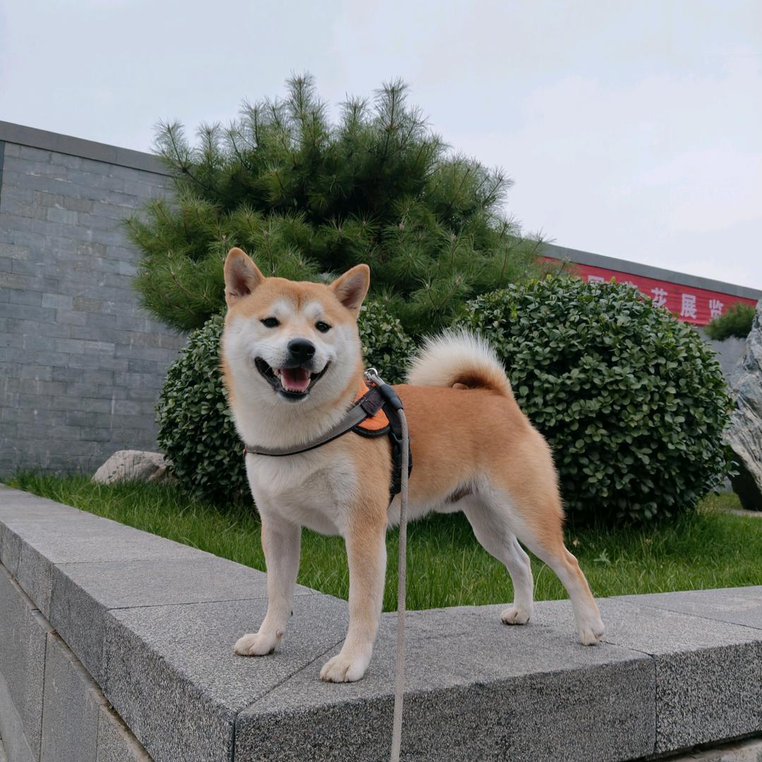 顺宝