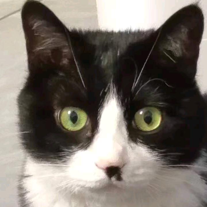 肉丁是只🐱