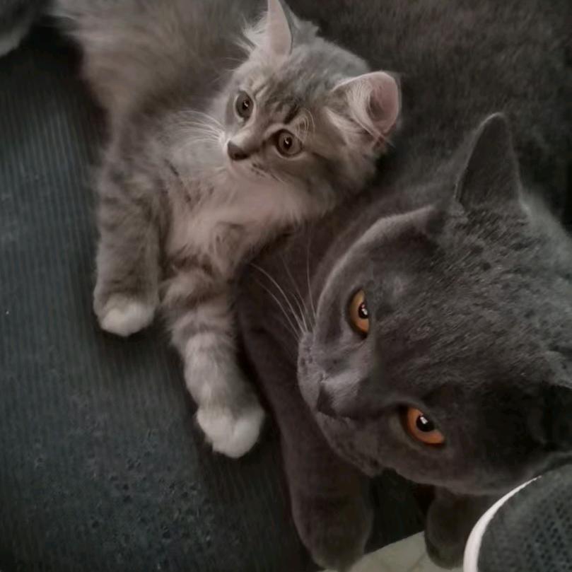 疾风（天涯明月刀）