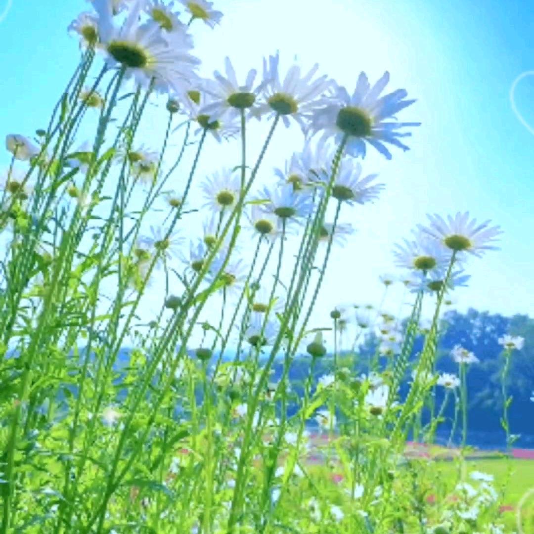 ٩(๛ ˘ ³˘)۶♥篮篮