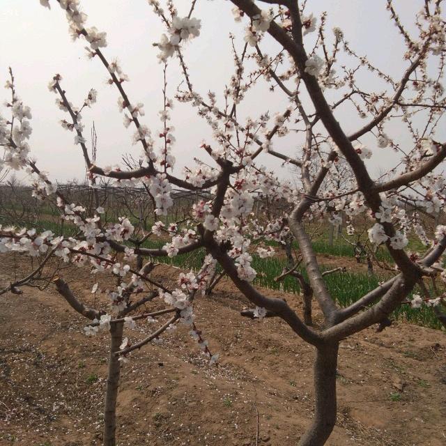 天涯浪子《专业搞破坏防水》