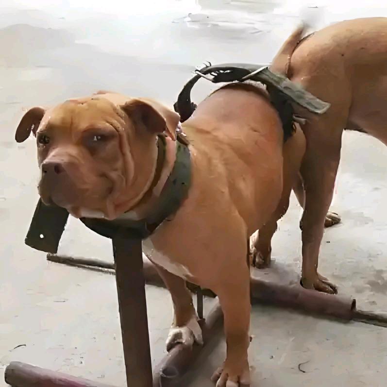 新罗区渲群聚百货店运营号