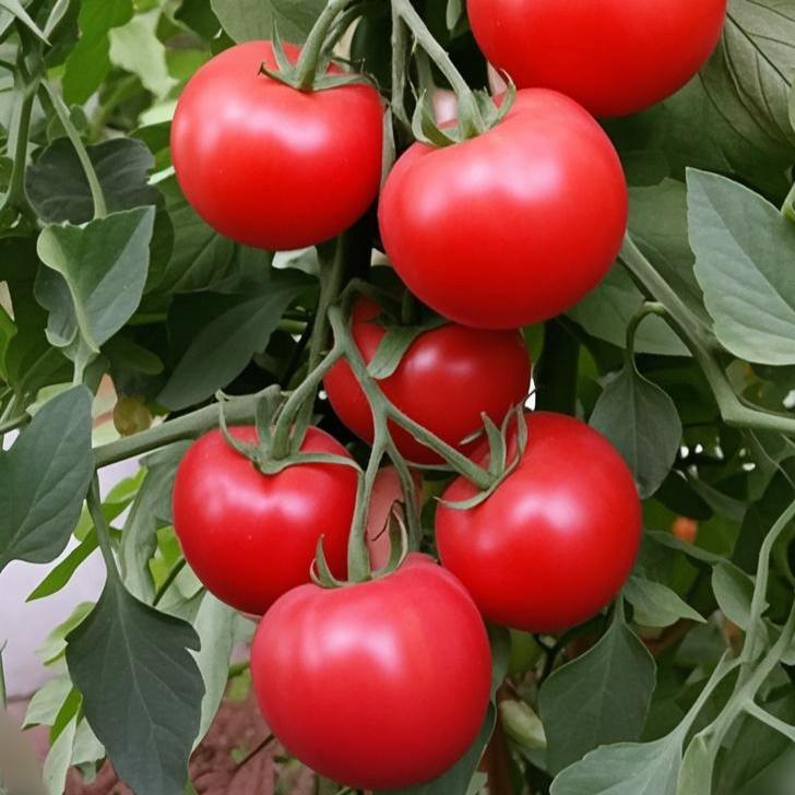 民科路番茄采摘园🍅(沪漂版)