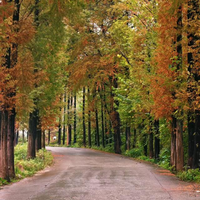 鄂西北中药材育苗培育基地