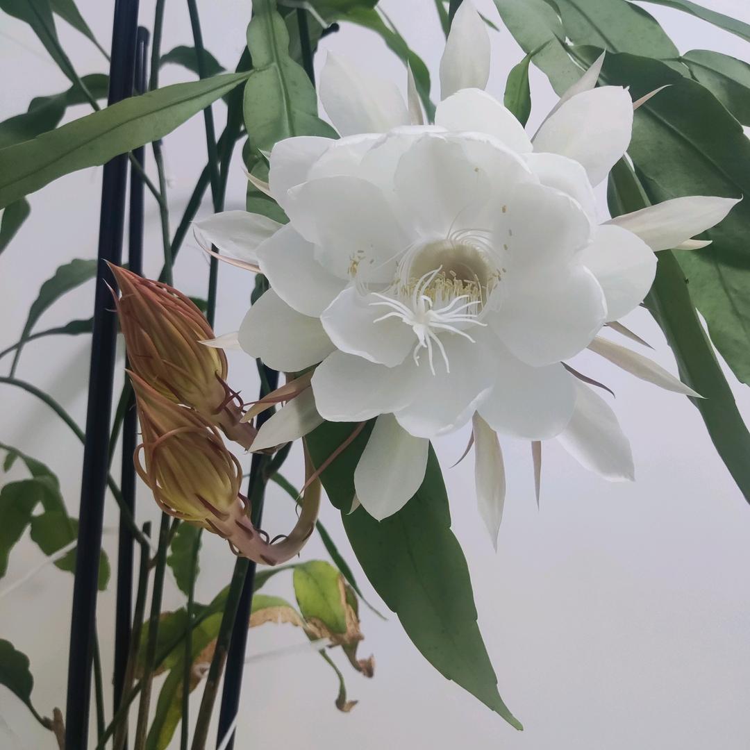 中子