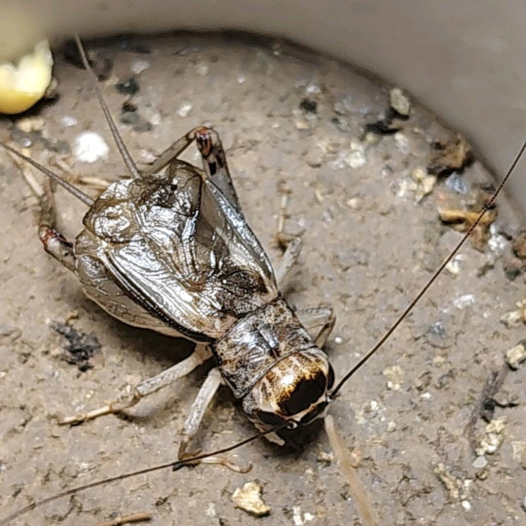 乐陵蟋蟀🦗
