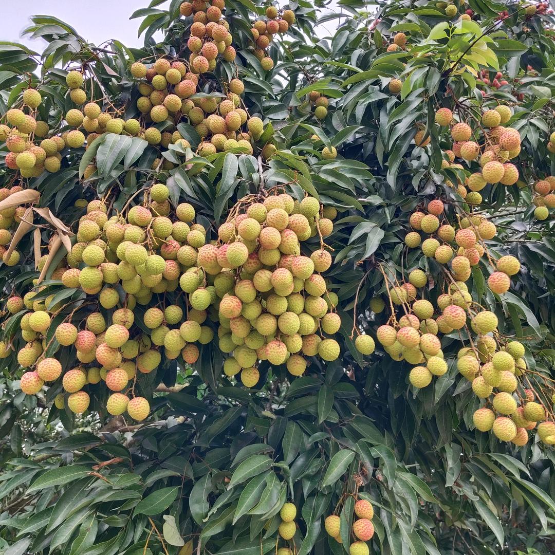 强哥哥