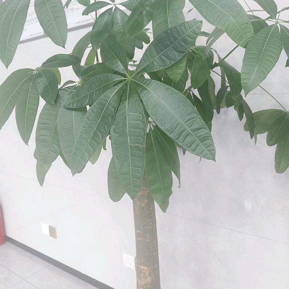 懒兔子