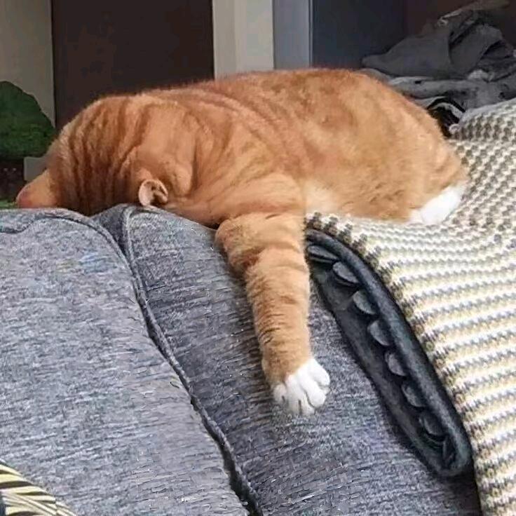 撒西不理哒呐