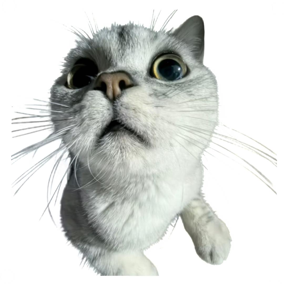 小猫泪痣