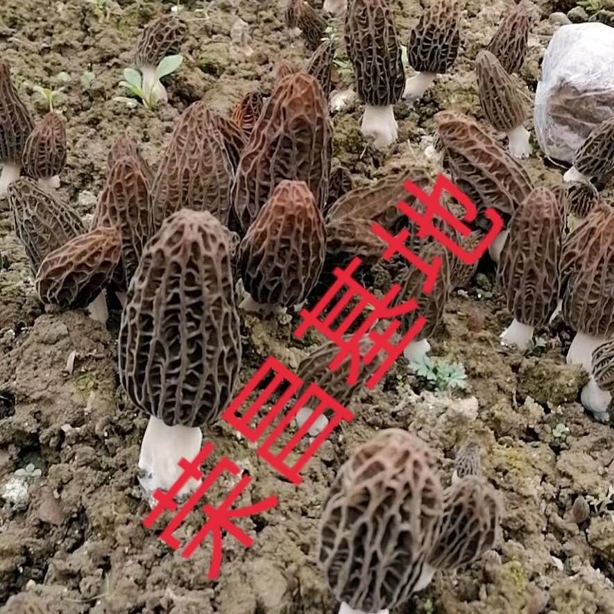 郭镇食用菌,小妹