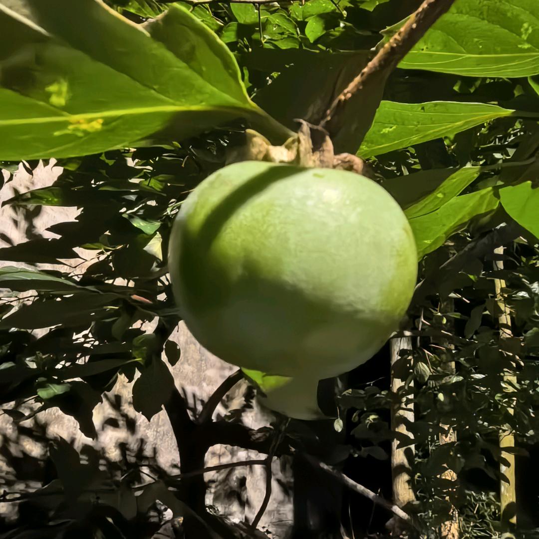 森林格格巫
