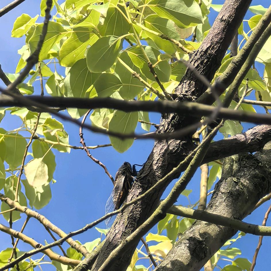 知了-知了-知了