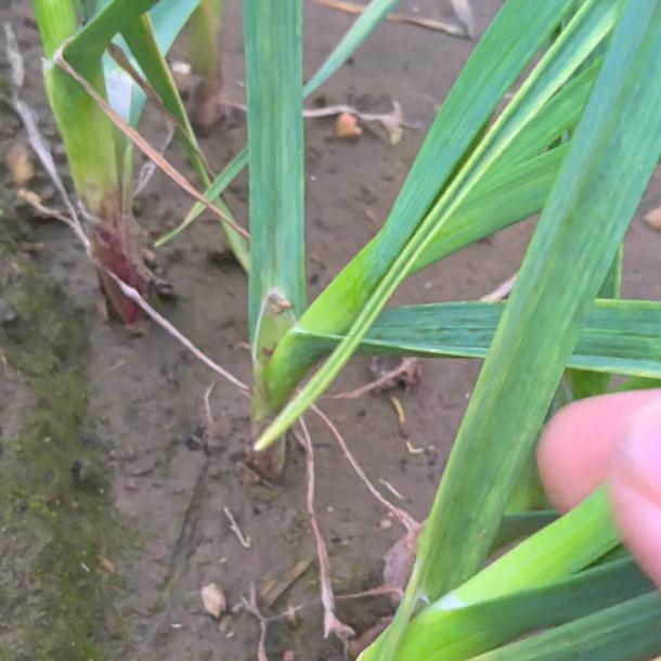 土里抛金（农产品种植）