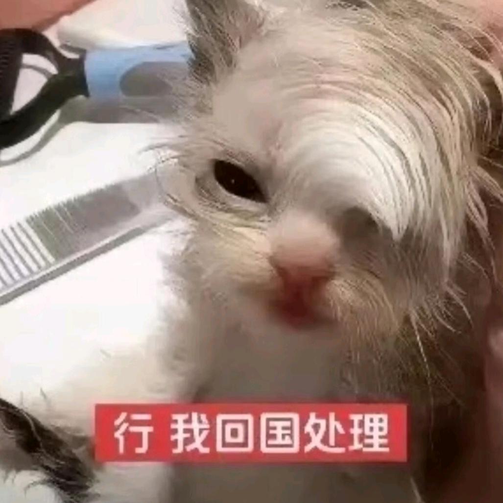 ฅ^>𖥦<^ฅ