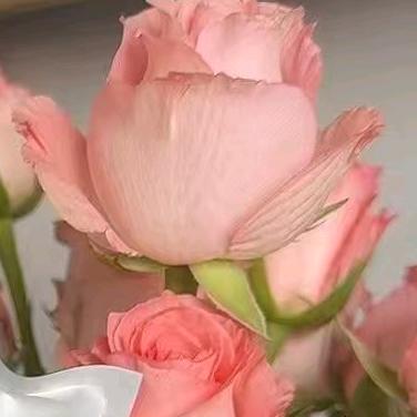 婷子梅菌上岸