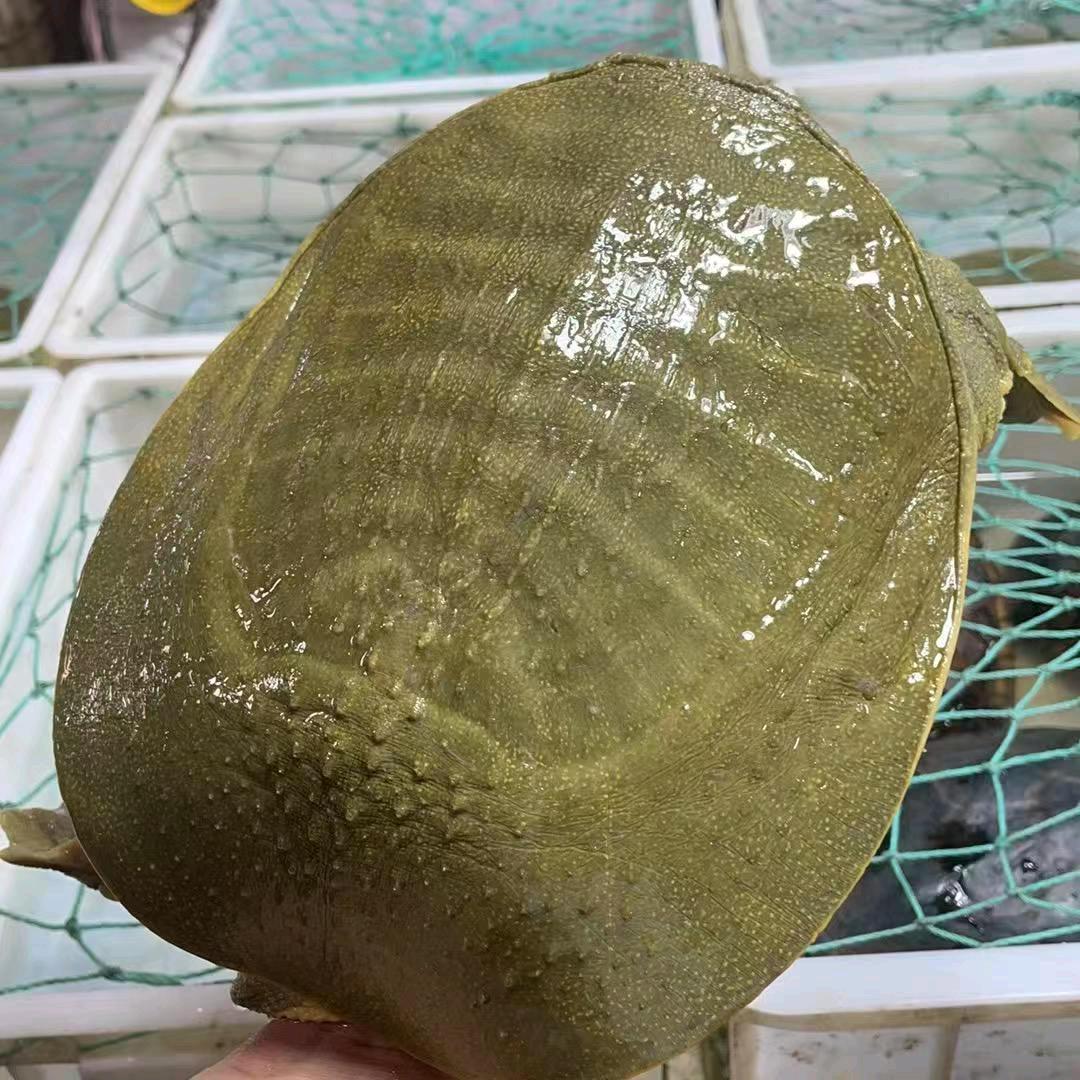 大武家生态甲鱼