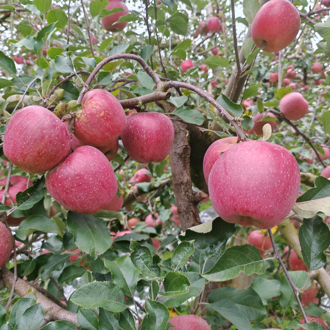 彝良经营部农货优品店