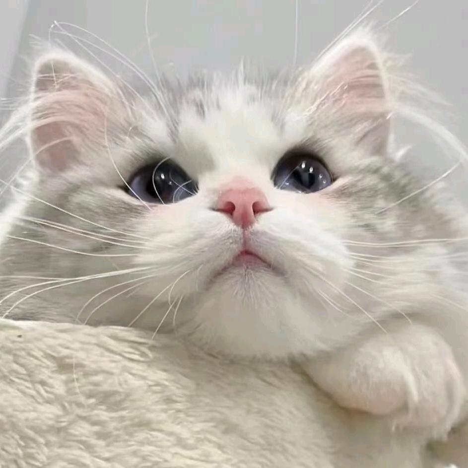 淘气一族宠物店