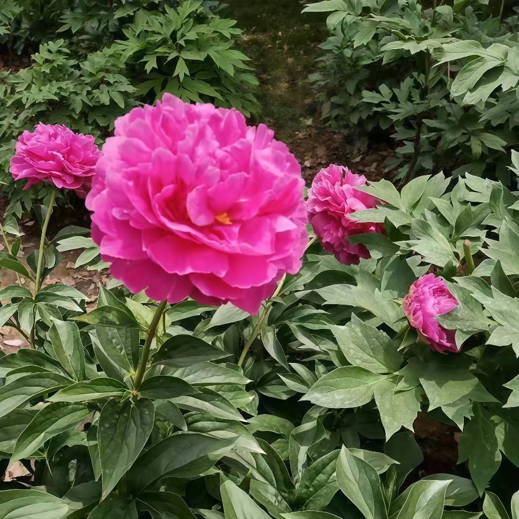 🍓甜甜草莓