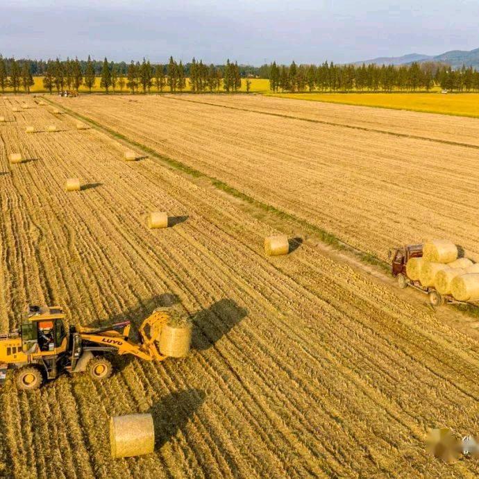 安徽秸秆服务