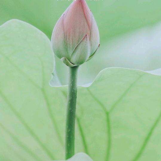 独创天涯何处无芳草