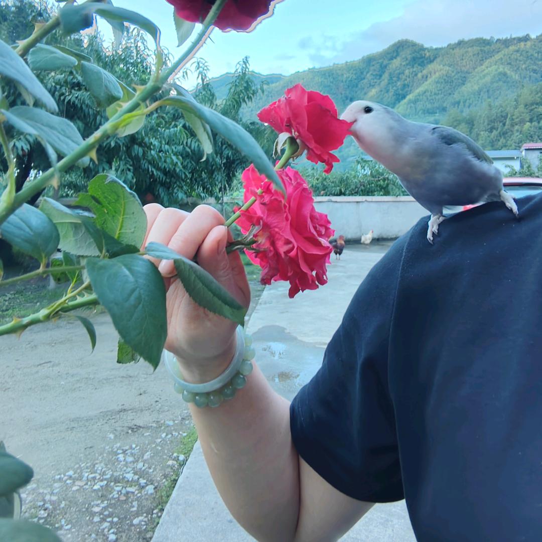 柳叶飘荡