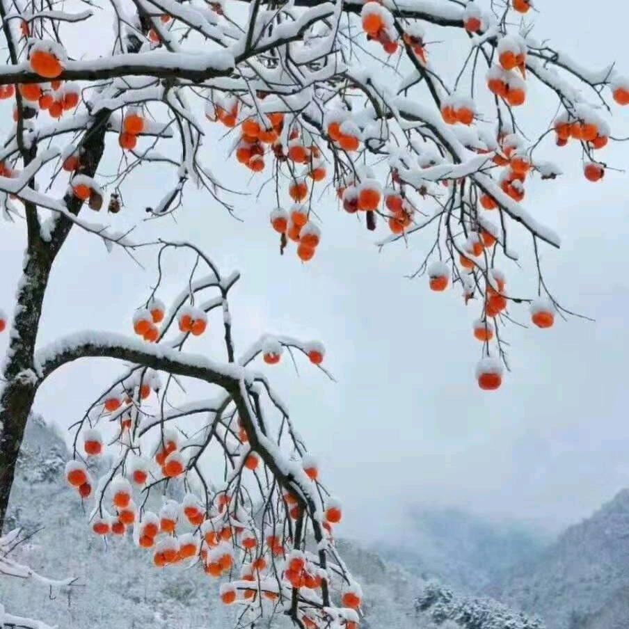 折了翅膀的燕子