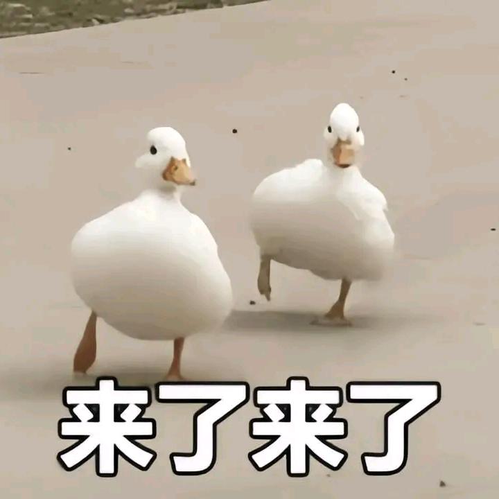 来了🦆