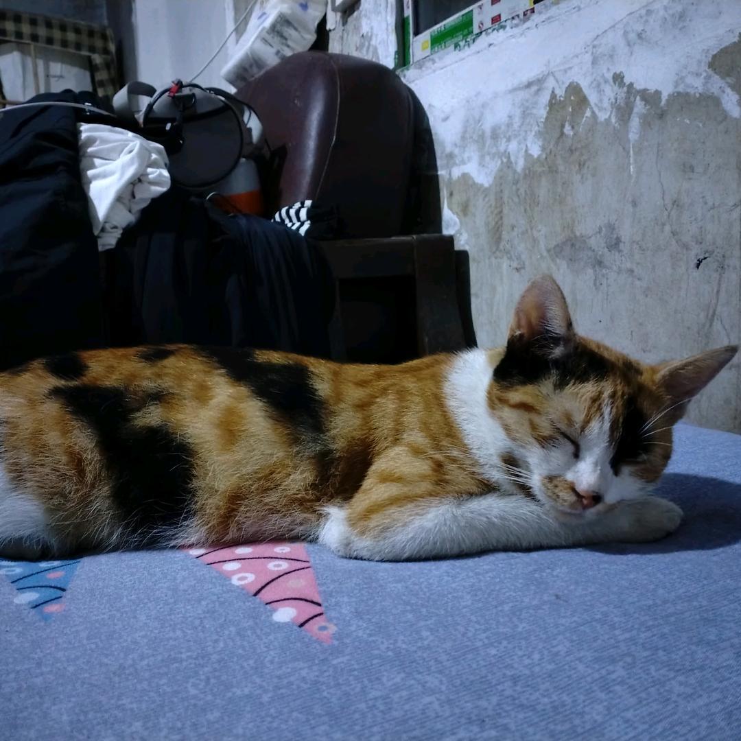 天“猫”优品