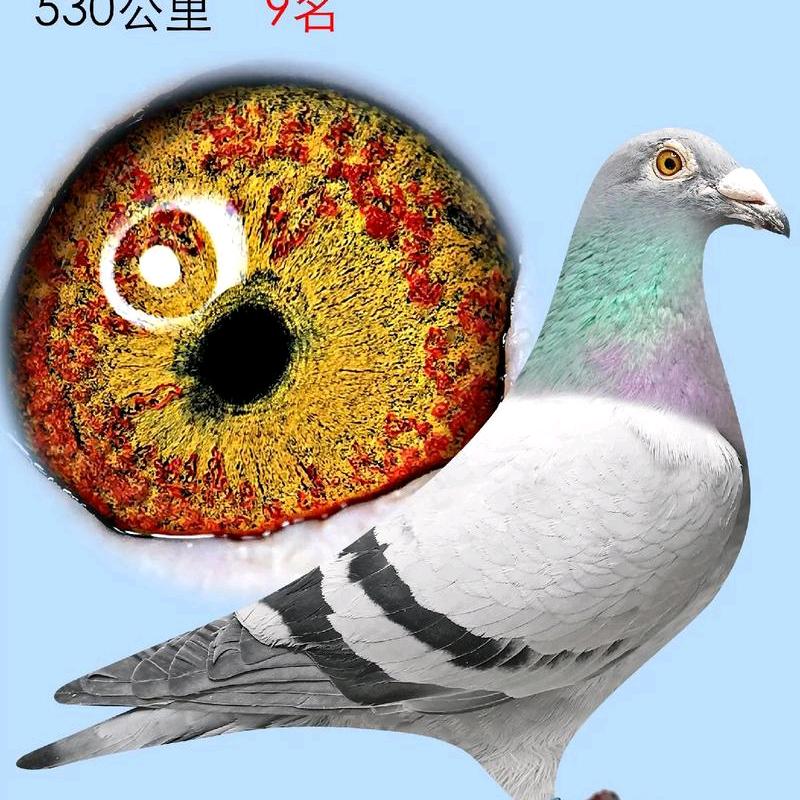 三京长胜鸽舍
