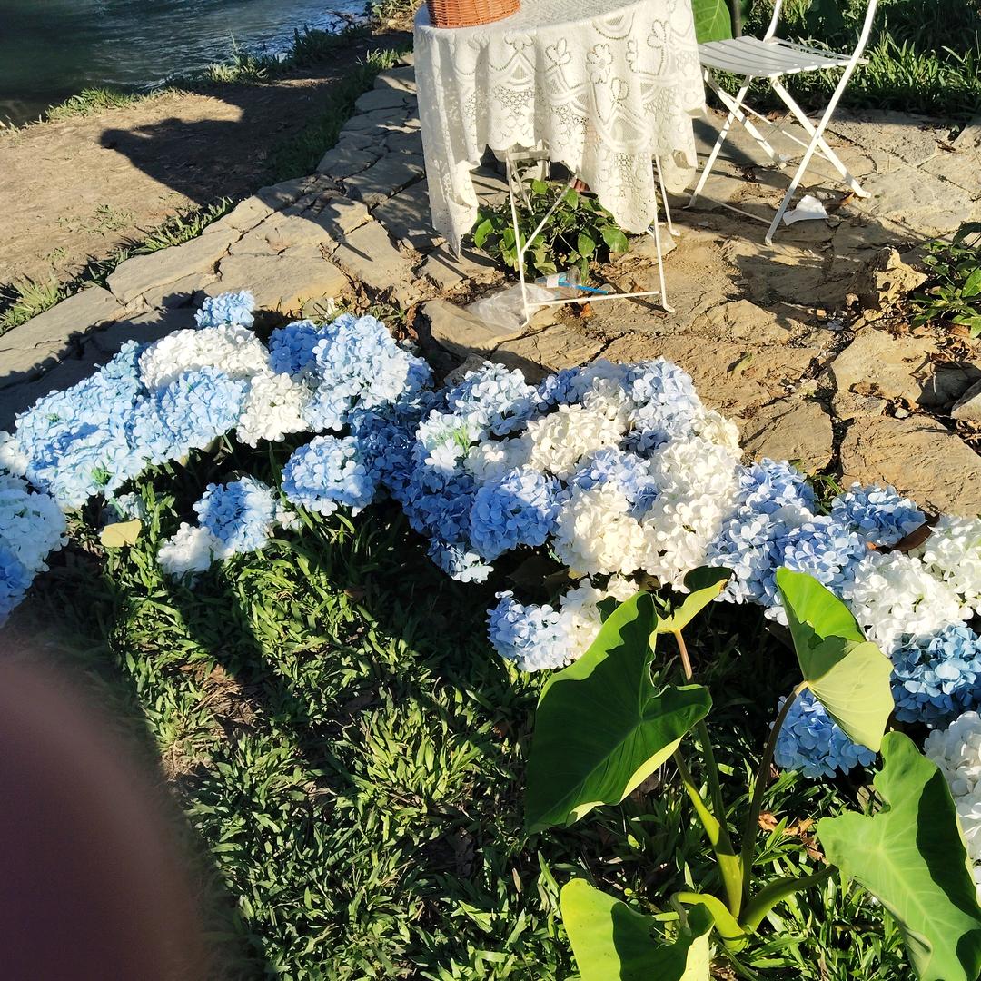 （莫失莫忘）向阳而生