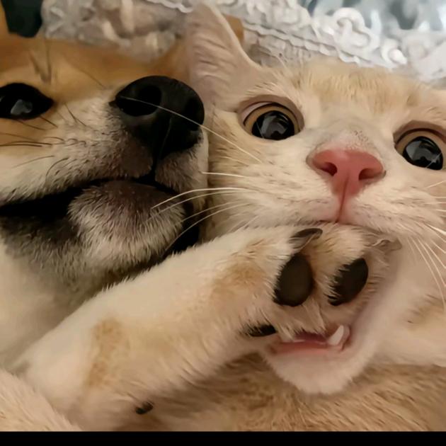 奕泽